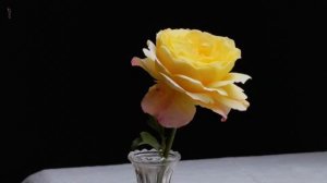 Rose der Hoffnung