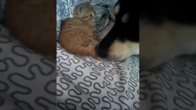 Тест на совместимость пройден смотреть онлайн