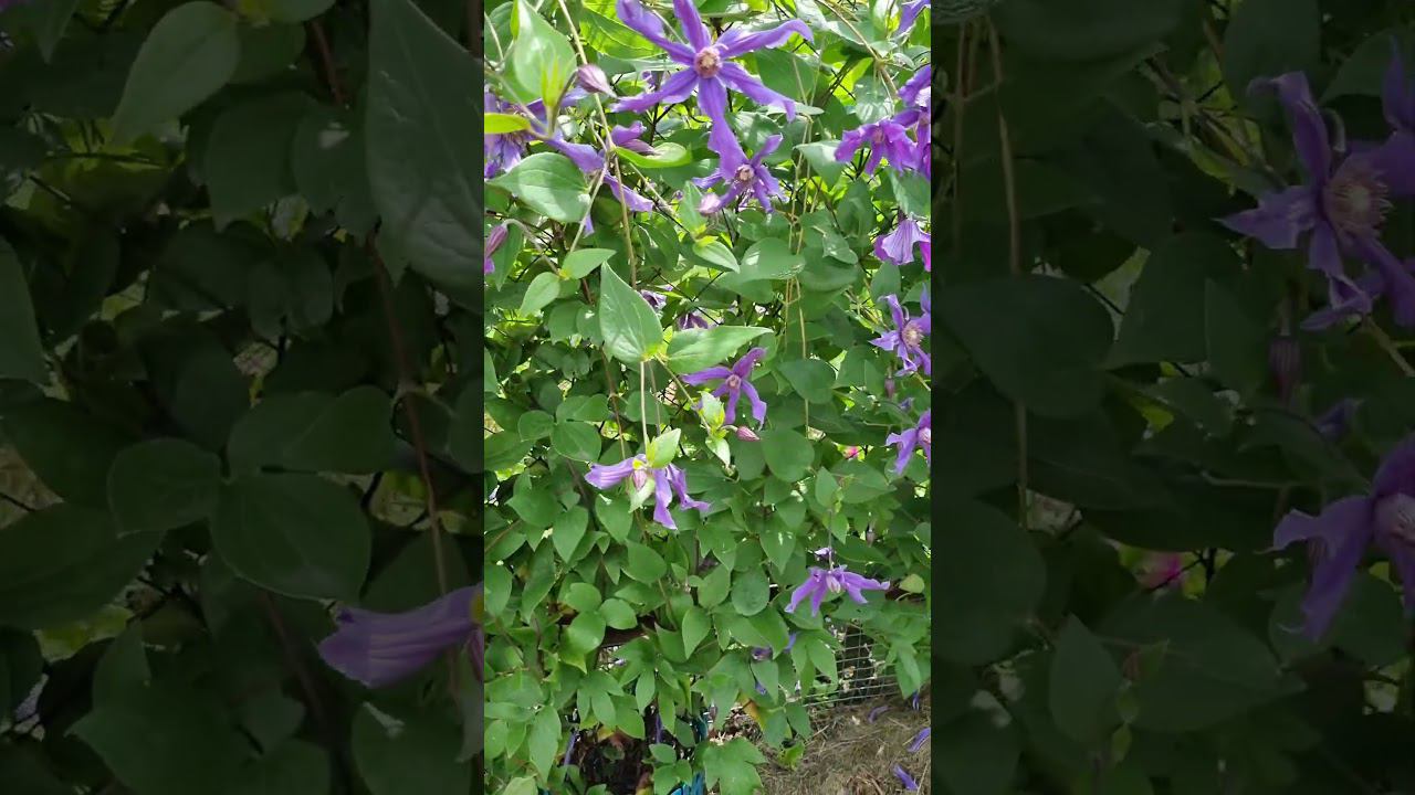 #клематис Сизая птица, в этом году ещё пышней, #красавчик