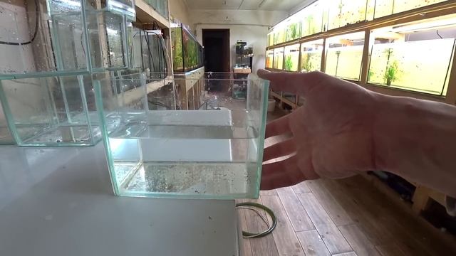 Икра Данио✅️? Скалярия пошла на нерест?♂️??♀️ смотреть онлайн