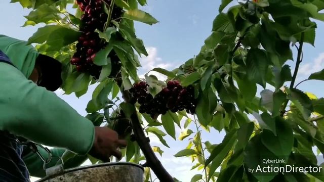 FAST CHERRY HARVEST, COSECHA DE CEREZAS, PIZCADOR RAPIDO смотреть онлайн