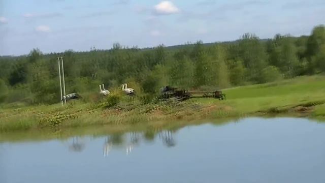 Аисты- милые птицы смотреть онлайн