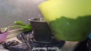 Комнатные цветы/Эухарис, амазонская лилия/Пересадка и деление