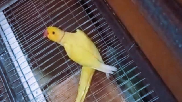 попугай восточный смотреть онлайн