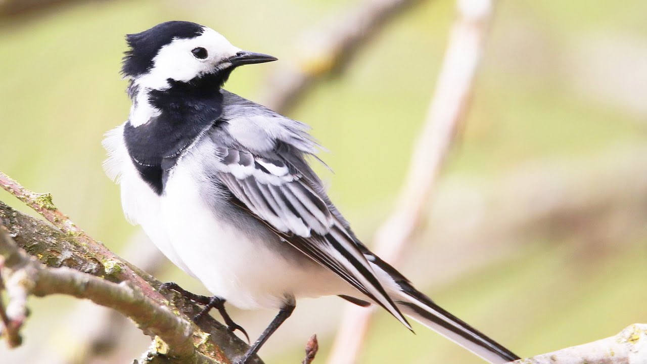 Трясогузка. Интересные факты про птиц смотреть онлайн