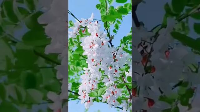 Plants This flower is called Sophora japonica #beautiful смотреть онлайн