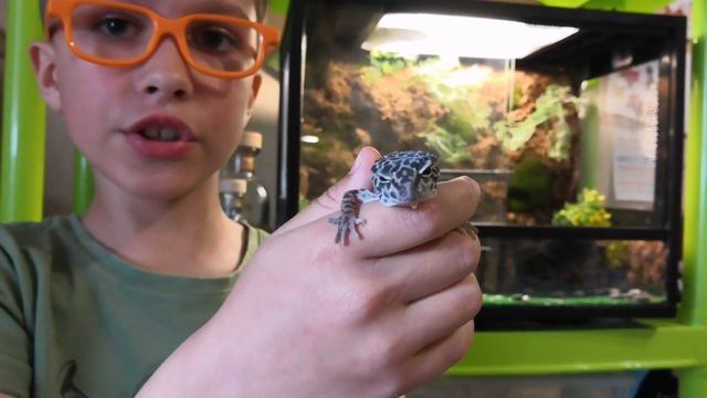 МОЙ НОВЫЙ ЭУБЛЕФАР ｜ САМКАМОЙ НОВЫЙ ЭУБЛЕФАР | САМКА смотреть онлайн