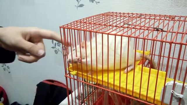 Шон требует к себе внимания смотреть онлайн