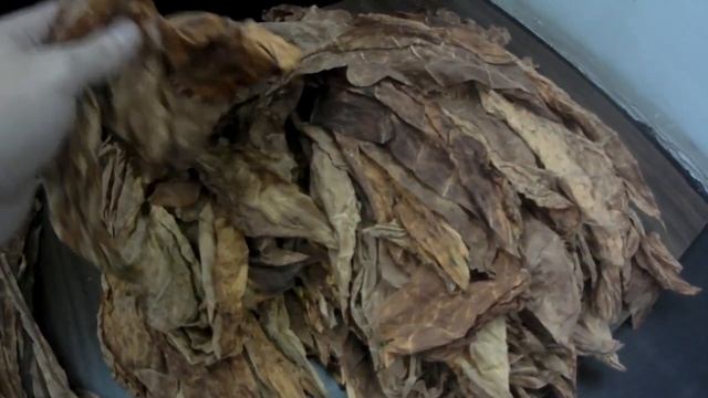 Отволаживание табачного листа( стрипсование). Закладка на ферментацию.ч.2 смотреть онлайн