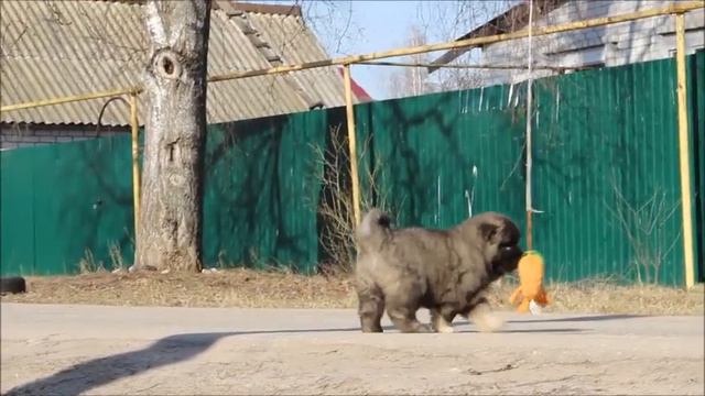 кавказская овчарка смотреть онлайн