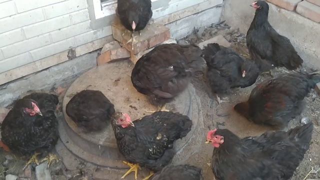 "Стремление к автономии"-так что же это?Обзор хозяйства. смотреть онлайн