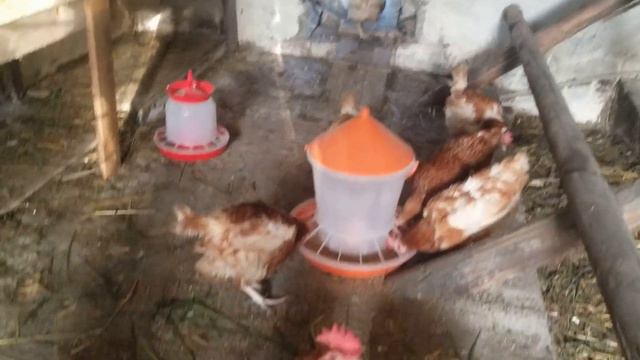 Что такое не везет И как с этим бороться Обзор хозяйства смотреть онлайн