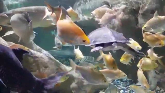 Dubai Aquarium 2018 смотреть онлайн
