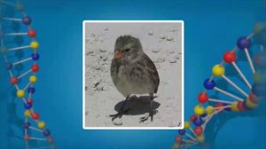 Видообразование как результат микроэволюции. Видеоурок по биологии 11 класс