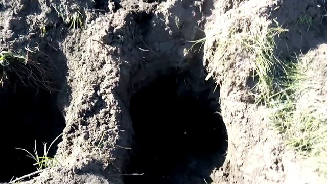 Охота с ягдтерьером, ловля лисят смотреть онлайн
