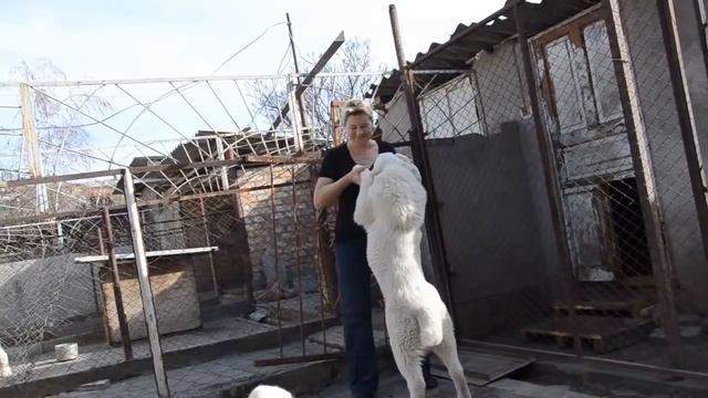 Семья :отец Кураж, мать Мишель, дети Патрол и Пандора, 4, 5 мес смотреть онлайн