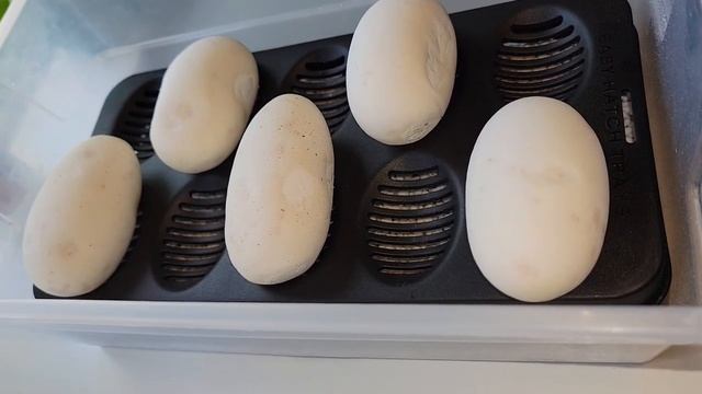 Ball Python Eggs смотреть онлайн