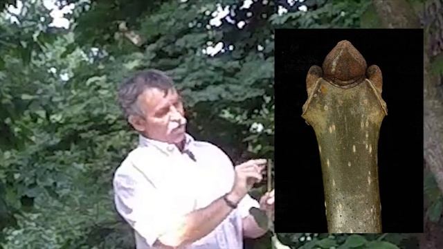 Labx Fraxinus pennsylvanica 07292014 смотреть онлайн