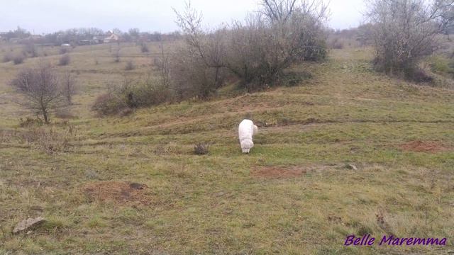 Бегущая по лугу Маремма.Maremma Running Through The Meadow.