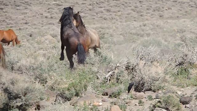 Wild Horses Fighting смотреть онлайн