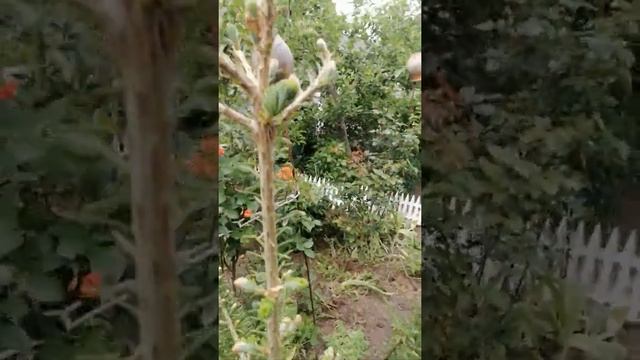 Восьмилетняя Пихта Корейская наконец порадовала шишками! Ура! смотреть онлайн