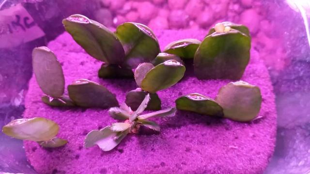 ПОГИБАЕТ ШЛЮМБЕРГЕРА ИЛИ РИПСАЛИДОПСИС ? ?? Спасаем на РАЗ, ДВА !!! смотреть онлайн