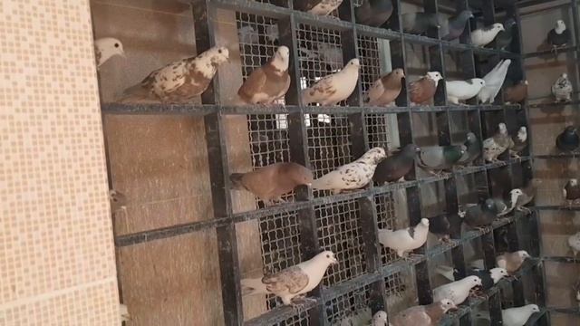 Иранские бойные голуби | Iranian pigeons by Gholam Doosti, Azadegan, Iran | کبوترهای ایران смотреть онлайн