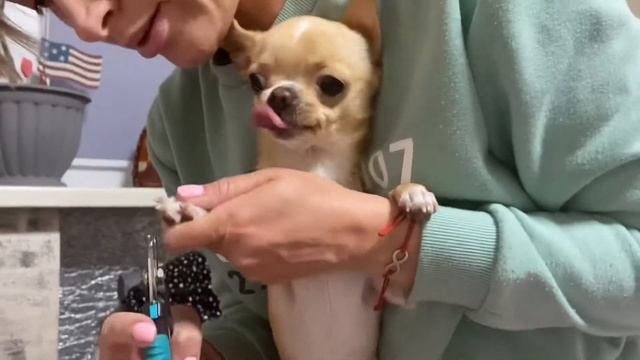 КАК ПОДСТРИЧЬ КОГТИ ЧИХУАХУА ?♂️ В ДОМАШНИХ УСЛОВИЯХ смотреть онлайн