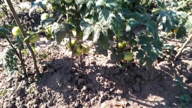 Дача. Мои маленькие победы! смотреть онлайн