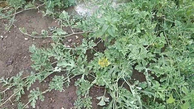 Арбузы.9июля. смотреть онлайн