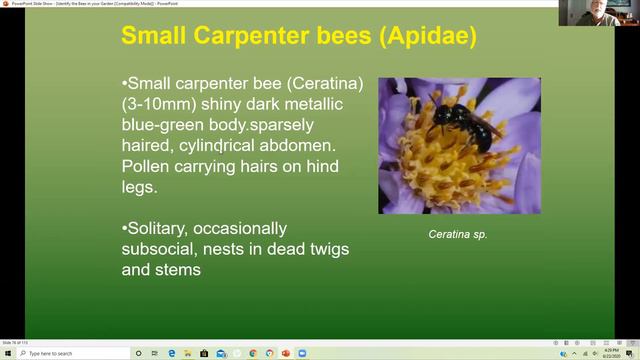 Native Bees in your Backyard: How to start identifying the Bees in your Garden смотреть онлайн