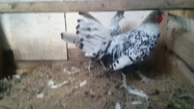 Аппенцеллер хохлатый серебристый смотреть онлайн