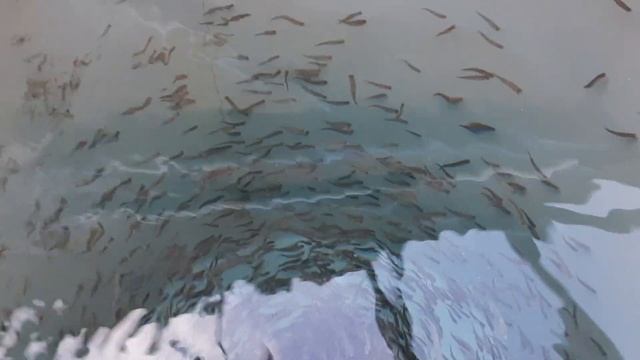 На ЛОСОСЕВОЙ ФЕРМЕ. УЗВ для форели и арктического гольца. смотреть онлайн