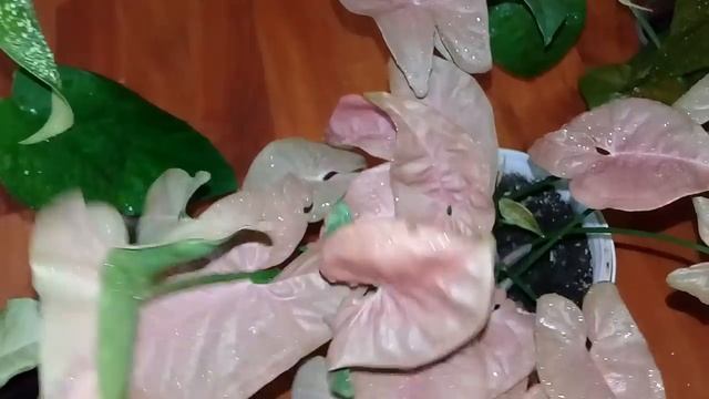 ?Мои комнатные цветы 2019?Обзор сингониумов?