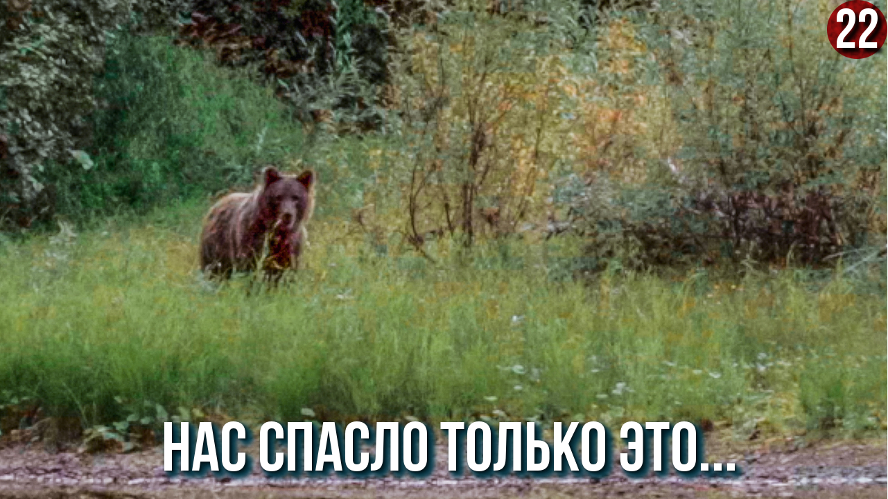 Медведь, который не боится собак и ружья, думали нам конец... Жизнь в глухой тайге как это? 22с. смотреть онлайн