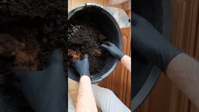 КАКОЙ ГРУНТ ЛУЧШЕ ПОДХОДИТ ДЛЯ ЦИТРУСОВ. смотреть онлайн