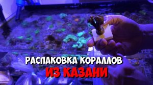 Распаковка  кораллов от Руслана из г. Казань | Морской аквариум