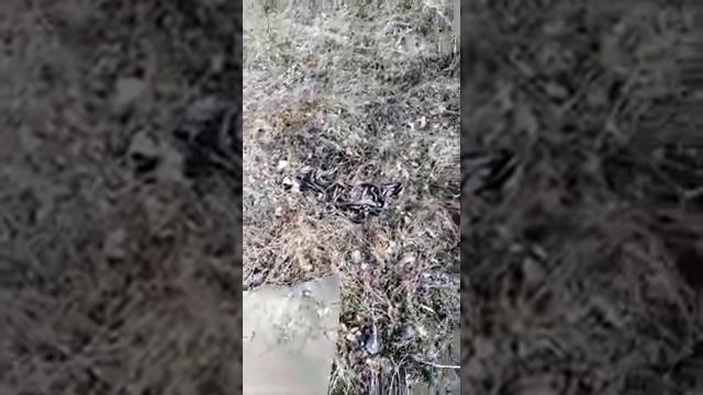 Змеи в Татарстане смотреть онлайн