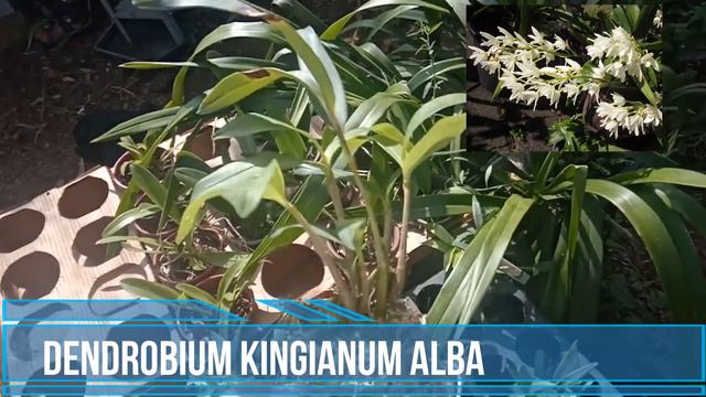 LINDA ORQUÍDEA DENDROBIUM DE CACHOS DE FLORES BRANCAS смотреть онлайн