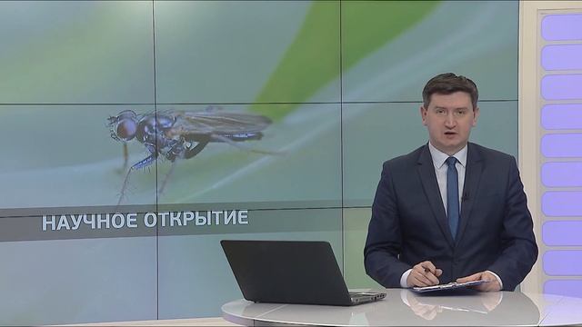 Ученые открыли два новых вида навозных мух смотреть онлайн