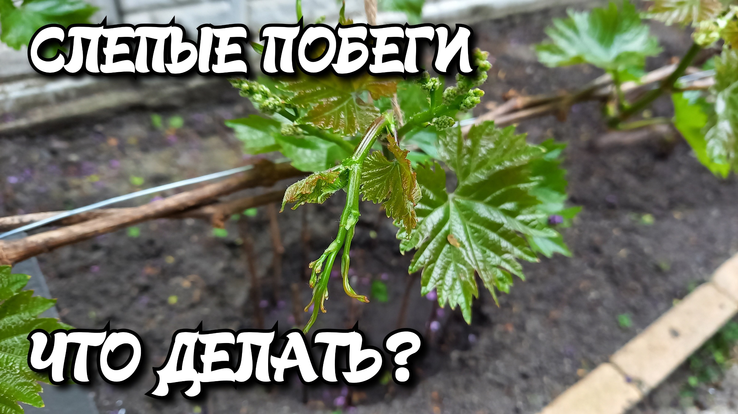Слепые побеги на винограде. ЧТО ДЕЛАТЬ? смотреть онлайн