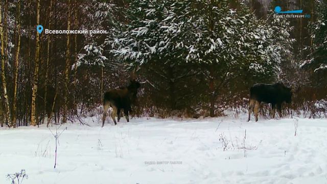 Лебединое озеро в Приозерске, год лося по славянскому календарю и уральская неясыть на Елагином смотреть онлайн
