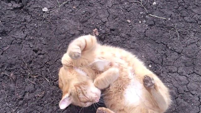 Кот Рыжик радуется весне. смотреть онлайн