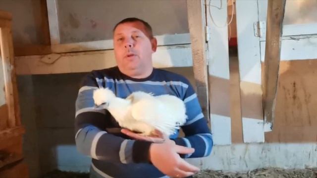 Разведение кур породы Китайские шелковые. Описание породы. "Мое Подворье" смотреть онлайн