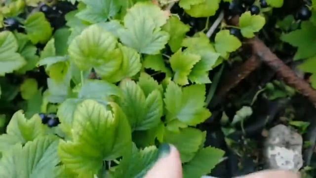 Чёрная смородина "Валовая" смотреть онлайн