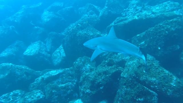 Best of diving in Galápagos (HD) - Luxueuses plongées aux Galápagos смотреть онлайн