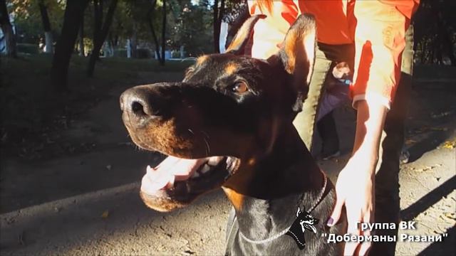 Выходные доберманиста смотреть онлайн