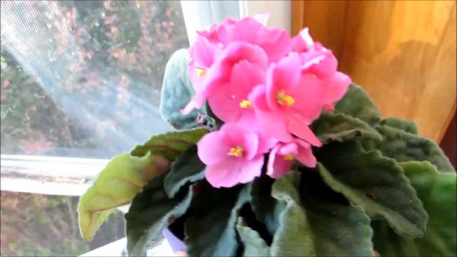 🌹✿My re blooming flowering African Violet houseplant collection summer 2016✿🌹 смотреть онлайн