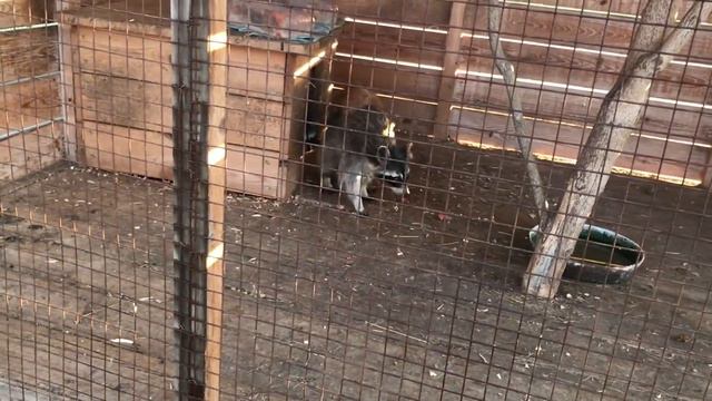 Амира В Уязы Тау Прыгает На Батутах Пошла В Зоопарк И Каталась На Тарзанке День Семьи смотреть онлайн