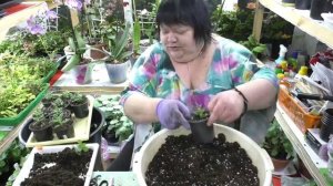 ампельная хризантема эксперименты